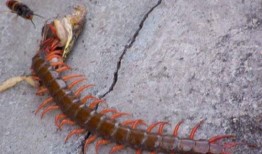 娱乐吃瓜酱的作品鼠体蜈蚣,娱乐吃瓜酱的惊悚奇幻之作